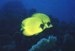 Zitronen-Falterfische