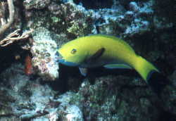 Buckelkopf-Papageienfisch